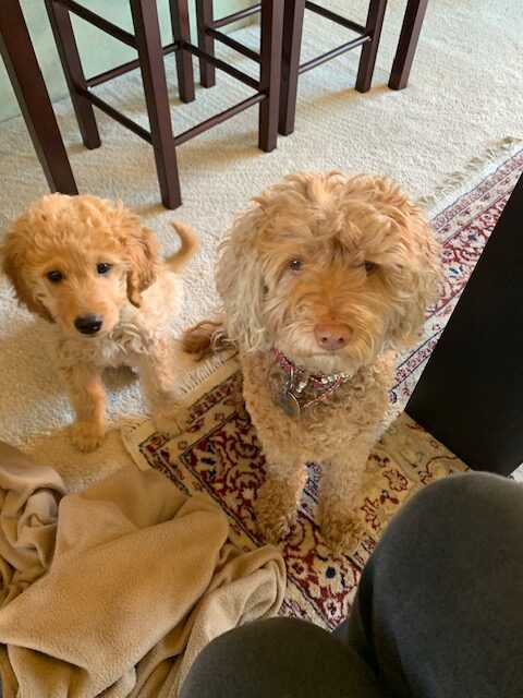 Beauregard and Missy back in 2020.