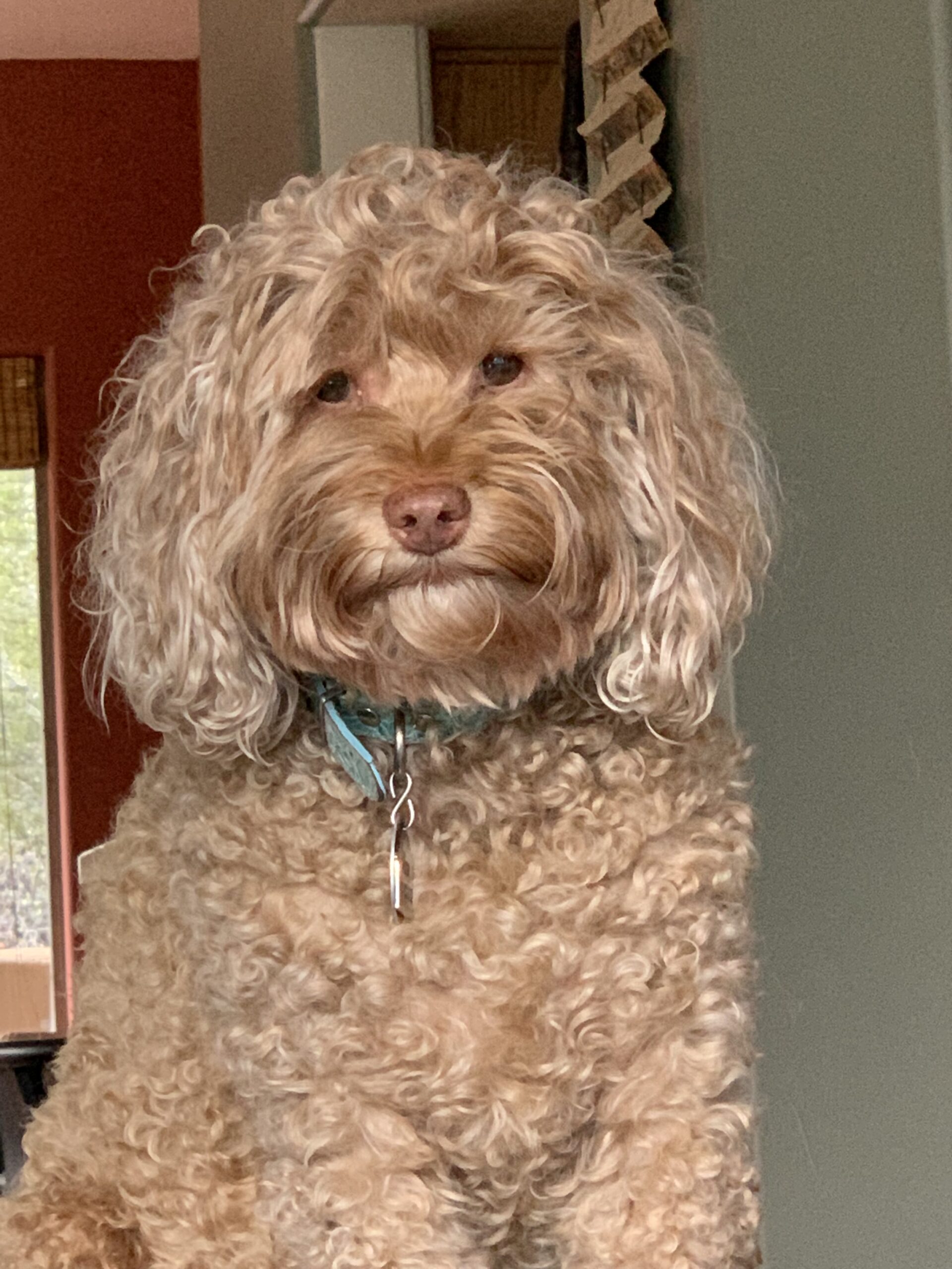 Saying “goodbye” to our sweet&nbsp;Missy, I'm heartbroken