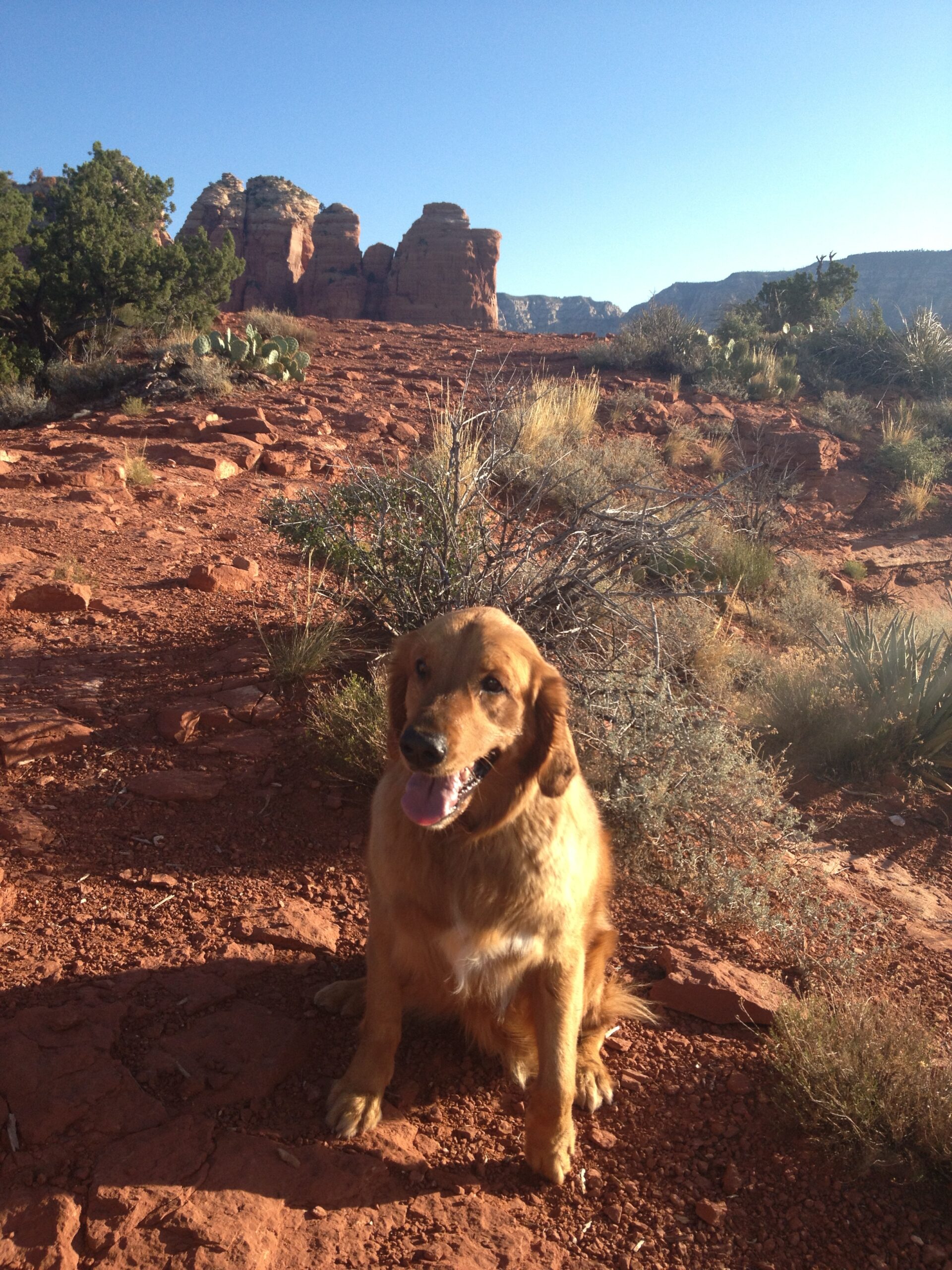 Daisy at Coffee Pot